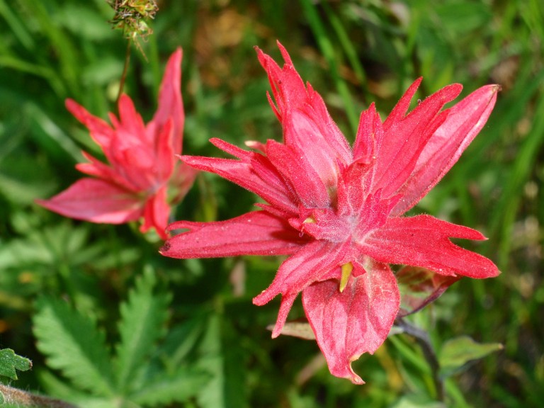 Indian Paintbrush