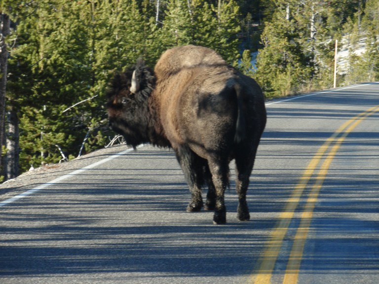 Beginnings of a Bison Jam