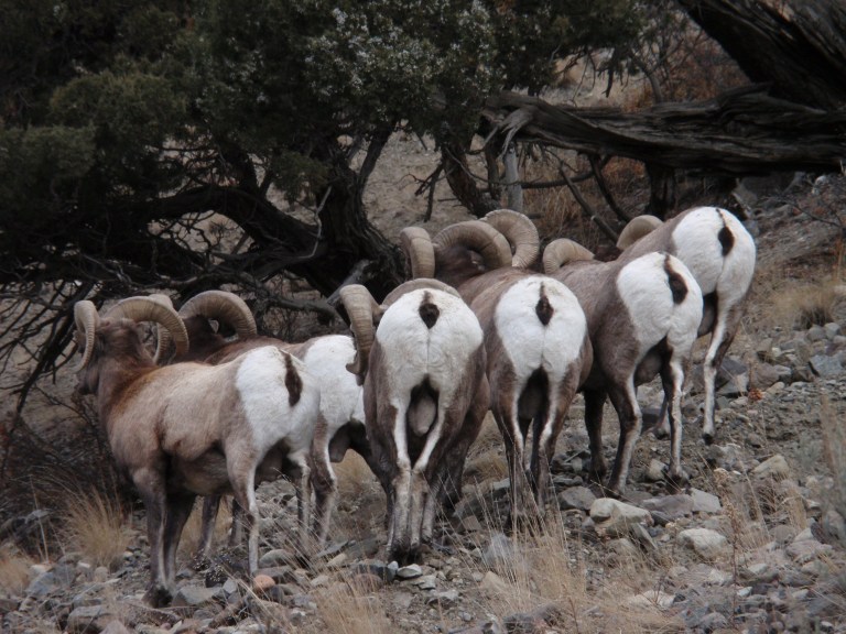 Big Horn Sheep ~ The End