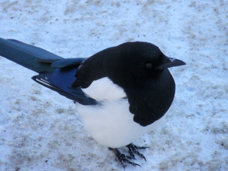 Magpie at Mammoth