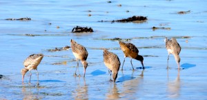 Marbled Godwit Marbled Godwit