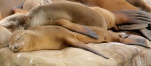 It's been a tough day! California Sea Lions at La Jolla Cove