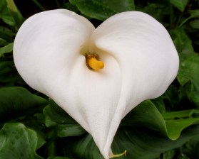 The heart-shaped calla lily