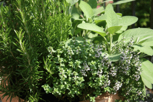 herb garden