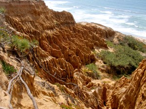 torrey pine sandstone cliffs