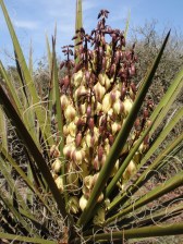 Mohave yucca