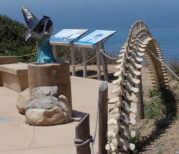 pacific gray whale display