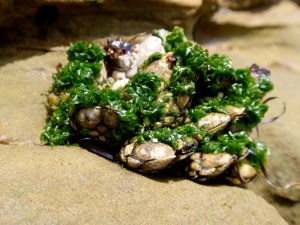 barnacles draped with sea lettuce