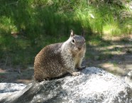 squirrel minus his tail