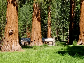 mariposa grove museum