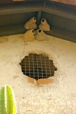 Cliff swallow mud nests