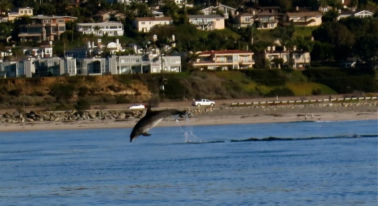 A lovely acrobatic dolphin 