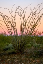 Spiky ocotillo in her winter wear