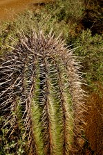 Barrel cactus with its menacing fish-hook needles