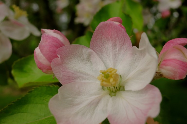 fragile apple blossom