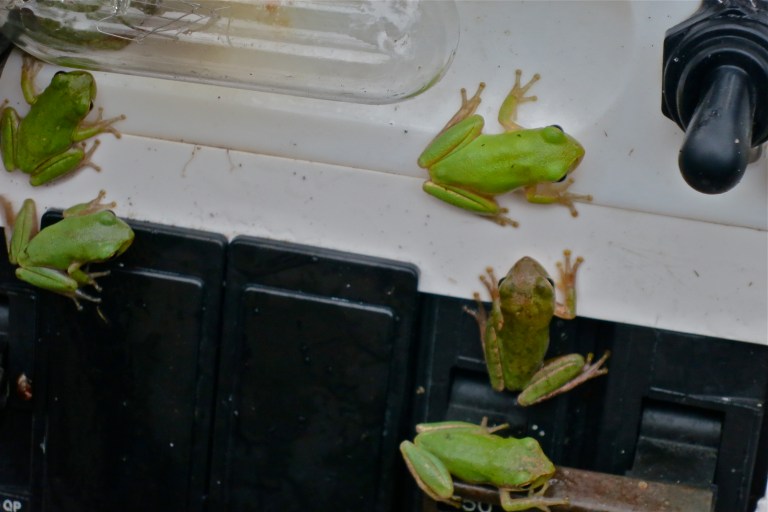 Raining tree frogs!