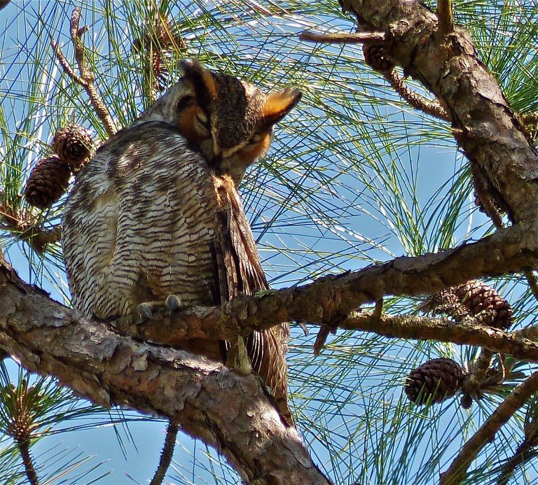 Hanging out in the canopy above.