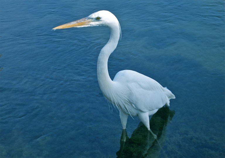 Great White Heron