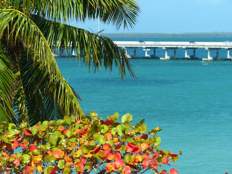 Coconut palms, sea grape & turquoise waters frame a glimpse of the new Bahia Honda Bridge.