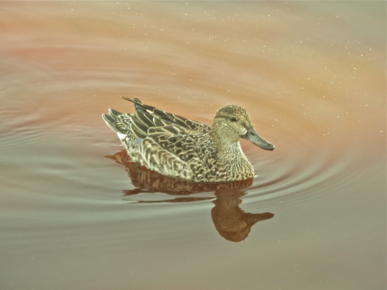 Mottled duck at Mrazek Pond