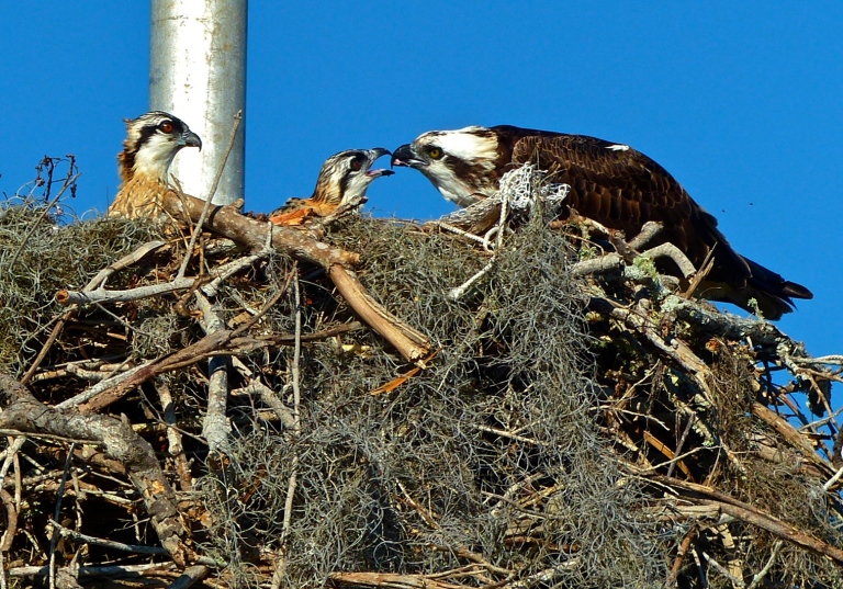 A tender moment captured as an osprey feeds her chicks