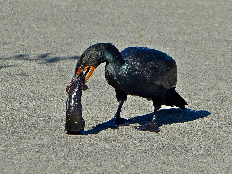 A cormorant desperate to enjoy a big breakfast before having it stolen away.