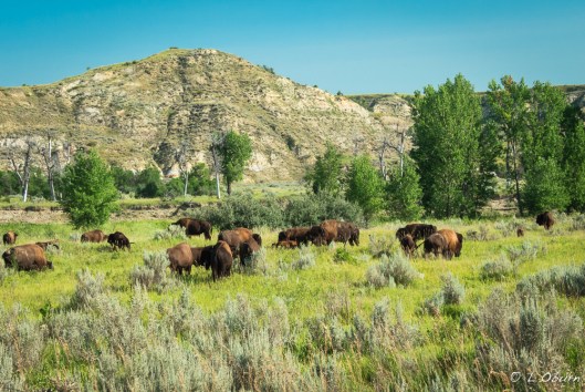 Bison freely roam these plains.