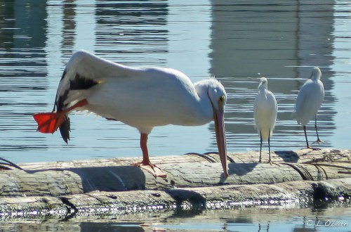 The yoga instructor for the day, giving a quick lesson to a watchful egret.