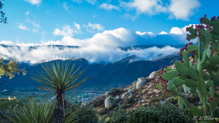 Jojoba Hills_141220-1150923