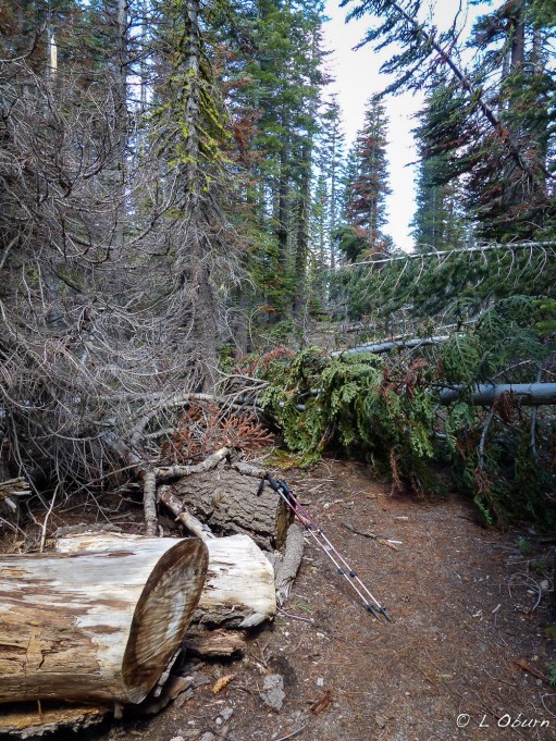 Manzanita Creek Trail strewn with downed trees