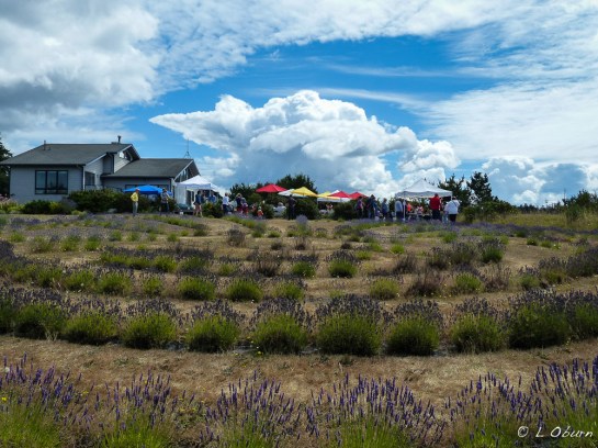 Clouds billowing over a lavender labyrinth