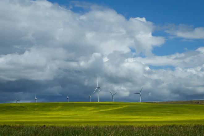 Wind turbines stand in the canola fields near Pincher Creek, en route to Cochrane