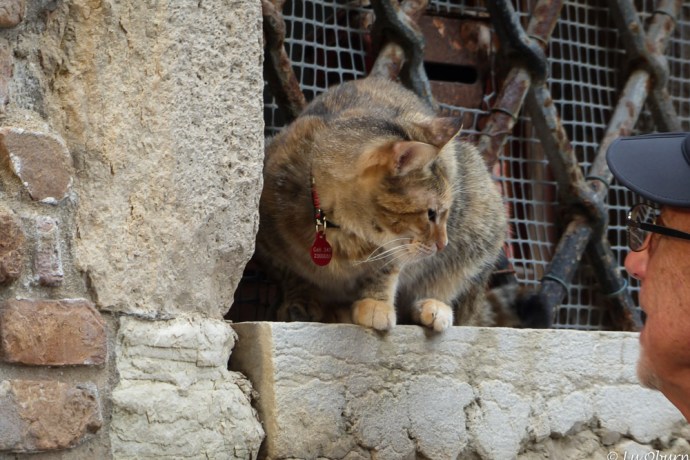 Terry found another furry friend in one of those alleyways.
